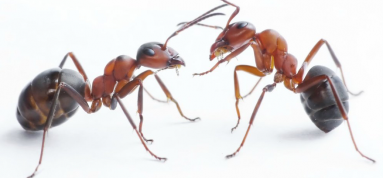 Inseticida para eliminar formigas