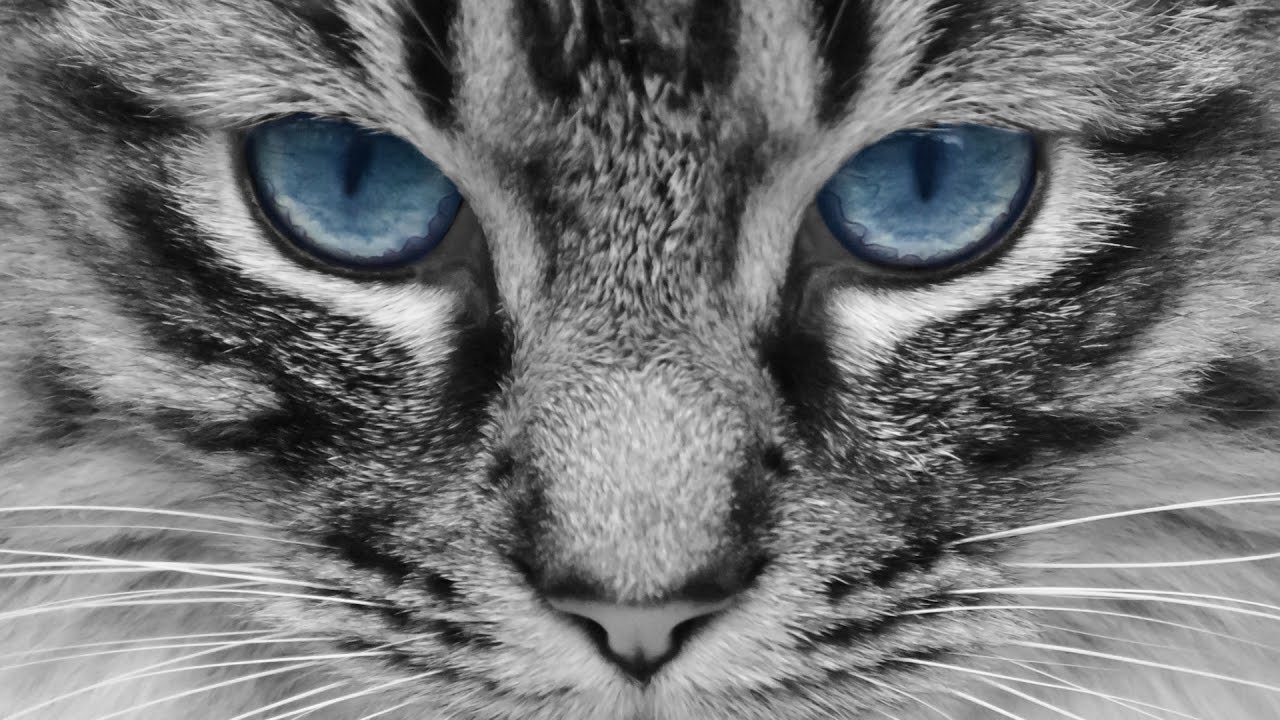 Os gatos so os nossos protetores espirituais - YouTube