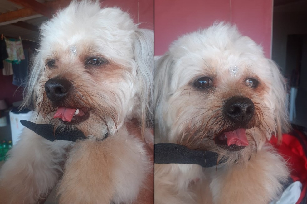 Dona registra BO aps cachorro voltar de clnica veterinria com a lngua cortada em Quat Foto Arquivo pessoalViviane Celestino