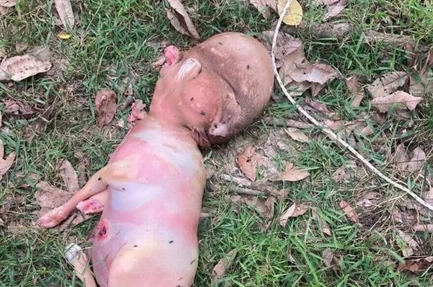 Bezerro nasce com cabea humana em vilarejo na Tailndia e gera desconfiana entre moradores
