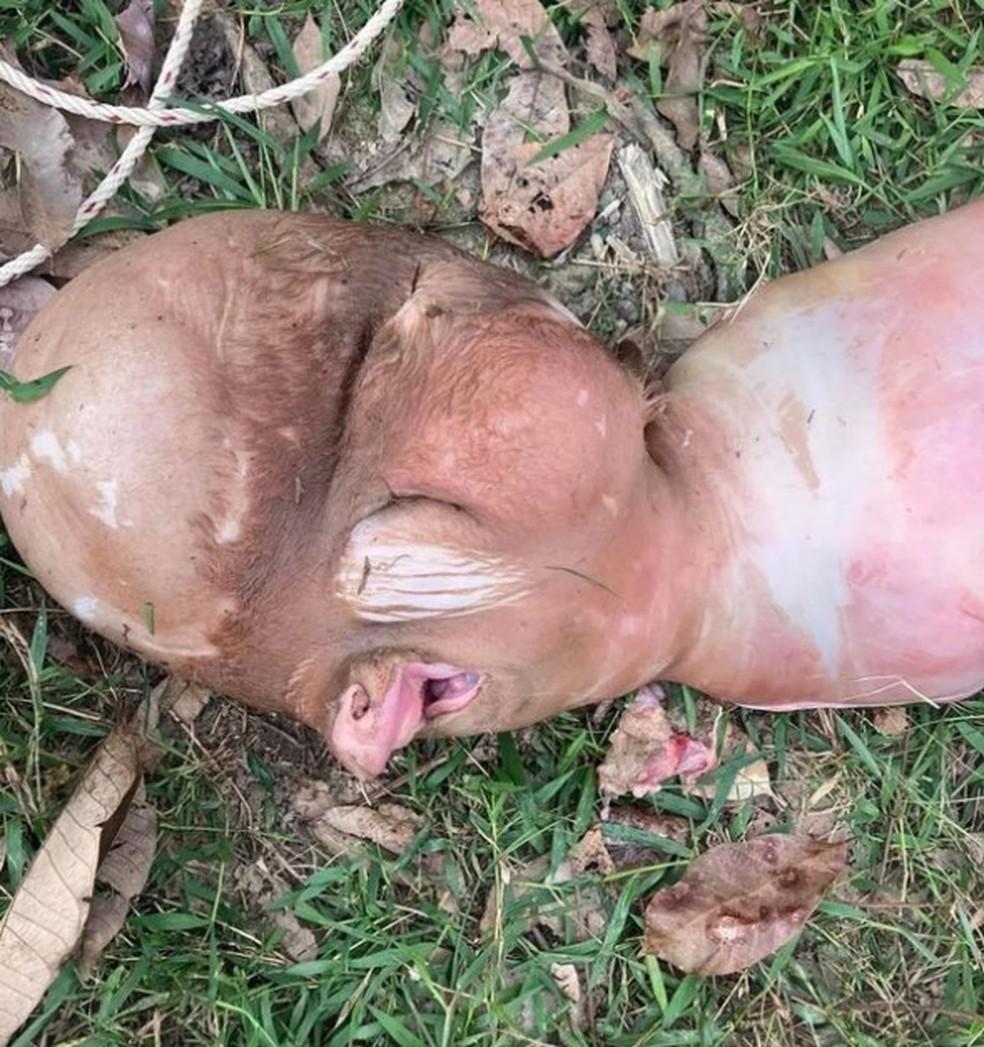 Bezerro nasce com cabea humana em vilarejo na Tailndia e gera desconfiana entre moradores Foto Reproduo
